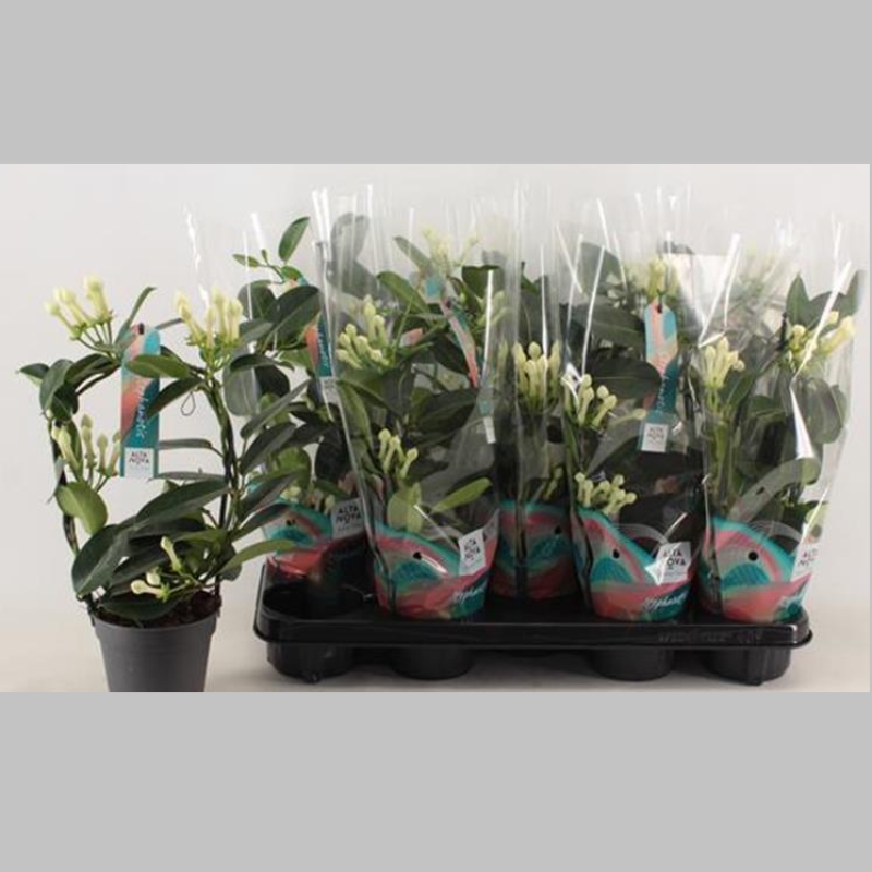 Stephanotis Alb, 40 cm